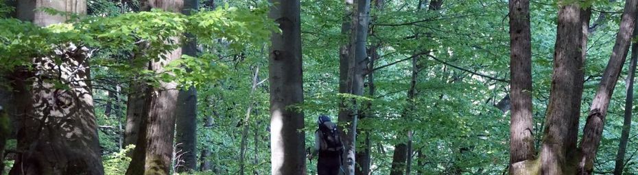 Dans les hauts de Marthod