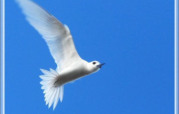 Gygis blanche ou Sterne blanche, White Tern (Gygis alba) - Ile aux oiseaux - Vers la passe sud Tumakohua (Tetamanu) - Atoll de Fakarava - Tuamotu - Polynésie française
