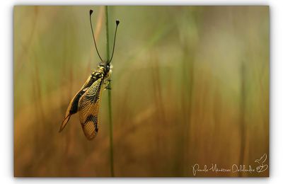 Ascalaphe ambré ♂ et ♀  - Libelloides longicornis (Linnaeus, 1764)