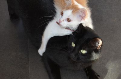 les chats noirs  journée 