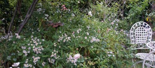Symphyotrichum