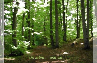 Le plaisir d'une balade ....
