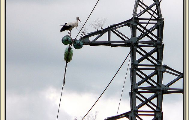 Faune des Pyrénées (Images de mon ancien blog, année 2009)