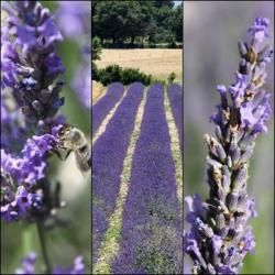 Parfum de lavande