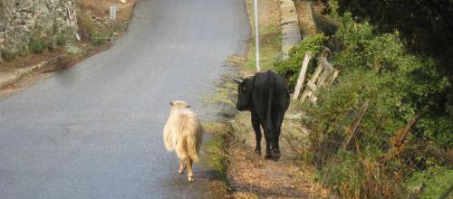 Amours contre nature