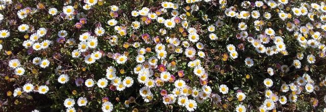 Plein de fleurs 