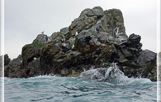 La faune de Cooper Bay : Manchots à jugulaire et papous, Éléphants de mer, Otaries, Pétrels, Labbes, Chionis blancs ... - Géorgie du Sud