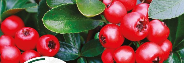 Gagnez votre entrée pour la fête des plantes d'Automne 2025 à St J. de Beauregard