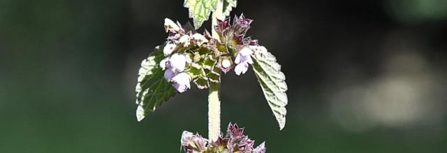  Épiaire à feuilles de Sauge