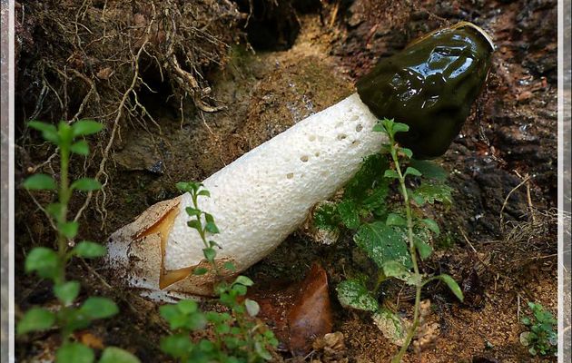 Bali Balo est sorti de son berceau : Satyre puant, Morille du diable, Phallus obscène avant la douche ;-) (Phallus impudicus) - Lartigau - Milhas - 31