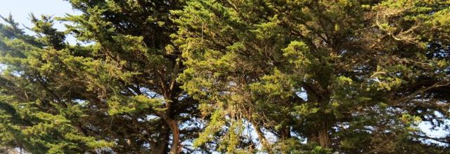 Les arbres et l'océan à Saint Philibert (Morbihan)