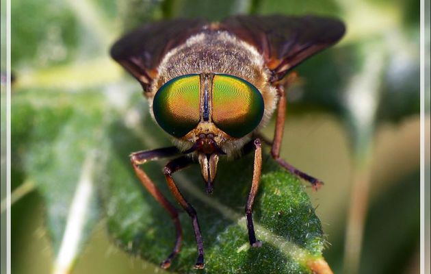 Les beaux yeux du taon Tabanide femelle (Philipomyia sp.) - Artiga de Lin - Es Bordes - Val d'Aran - Espagne