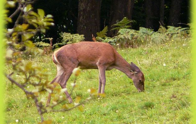 Faune des Pyrénées (Images de mon ancien blog, année 2008)