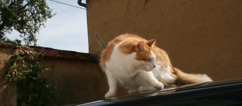 Profession :pourrisseur de voiture !!