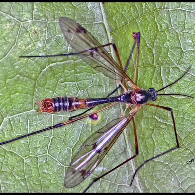  Ptychoptera albimana.