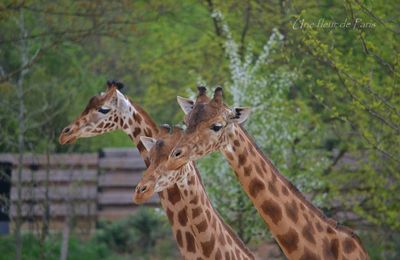 Parc Zoologique de Paris : La girafe d'Afrique de l'Ouest
