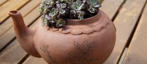 Thé au sedum
