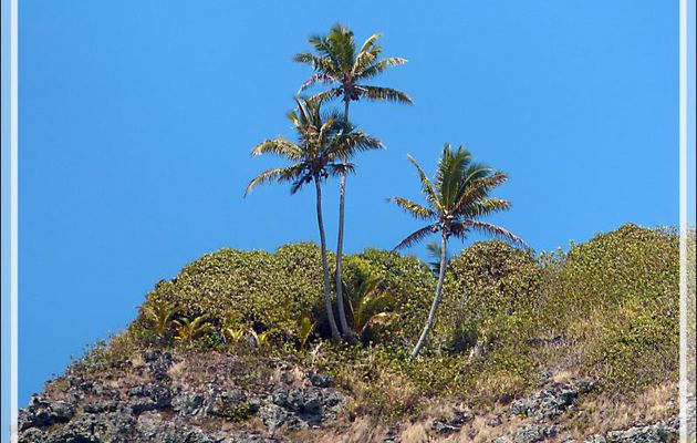 En haut de la falaise : comment le premier cocotier est-il arrivé tout la-haut ? - Maupiti - Polynésie française