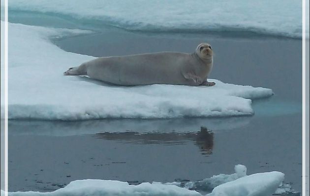 Phoque barbu, Bearded seal (Erignathus barbatus) - Mer des Tchouktches - Alaska