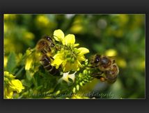 Apis mellifera (abeilles domestiques femelles)...