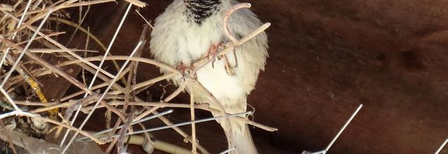 un oiseau qui ... et des fleurs 