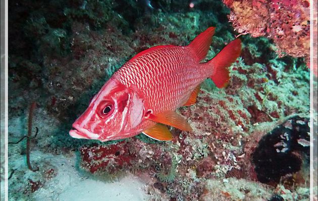 Poisson-écureuil à grande mâchoire, Marignan sabre, Soldat armé, Poisson-écureuil à épines, Sabre squirrelfish (Sargocentron spiniferum) - Moofushi - Atoll d'Ari - Maldives