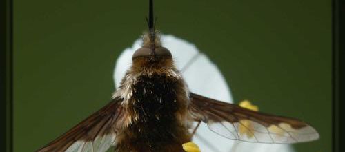 Bombylius major, le grand bombyle