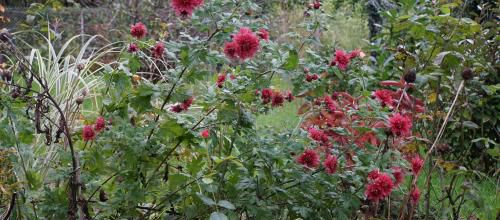 chrysanthème "Petit Saint Fiacre"