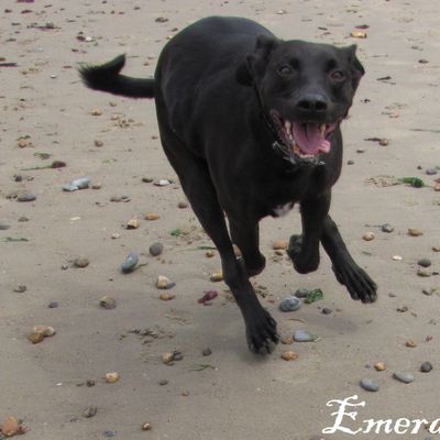 Dixy à la plage