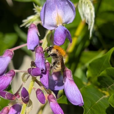 des bébêtes sur une glycine 