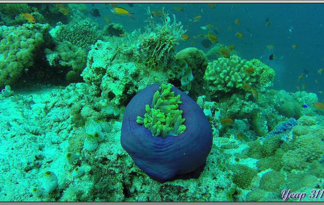 Une belle erreur d'appréciation pour mon filtre rouge de plongée! Anémone magnifique bleue - Dega Thila - Atoll d'Ari - Maldives