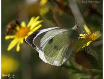 Piéride du Chou - Pieris brassicae -  Pieridae
