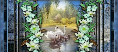  Les cygnes...