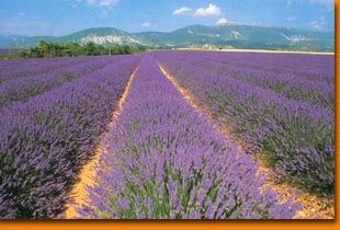 LAVANDE (Lavendula officinale)