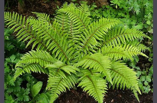 Green Life 