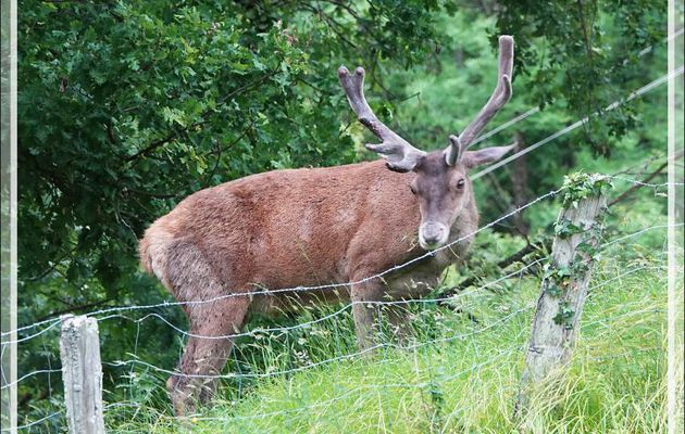 Photos de deux cerfs lors de la période des velours et un en animation .gif - Lartigau - Milhas - 31