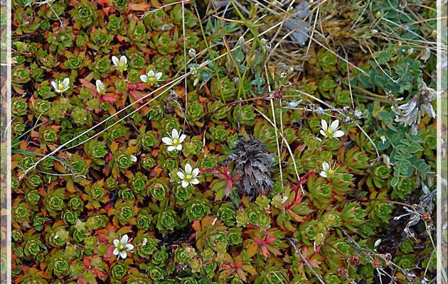 Saxifrage à trois dents, Three-toothed saxifrage (Saxifraga tricuspidata) et Pyrole à feuilles rondes, Large-flowered wintergreen (Pyrola rotundifolia) - Pond Inlet - Baffin Island - Nunavut, Canada