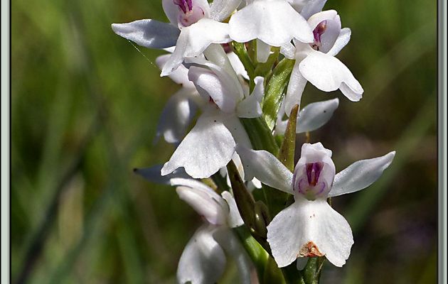Orchidée Orchis tacheté (Dactylorhiza maculata) - Étangs de Bassiès - Vicdessos - Auzat - 09
