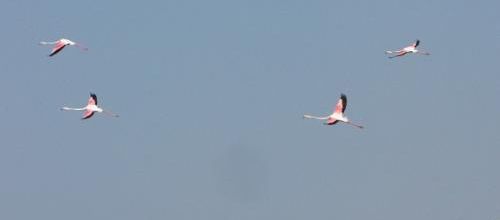 ...flamants...!