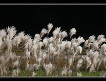 Miscanthus sinensis