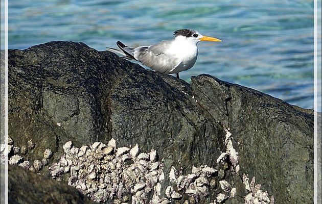 Sterne huppée, Greater Crested Tern (Thalasseus bergii) - Presqu'île de Nosy Tsarabanjina - Archipel des Mitsio - Madagascar