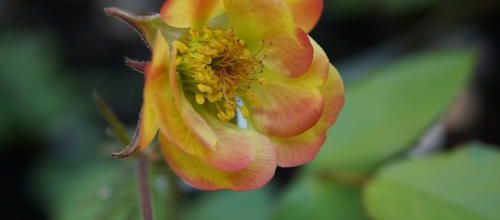 Geum 'tequila sunrise'