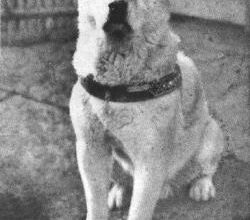 Le chien Hachiko