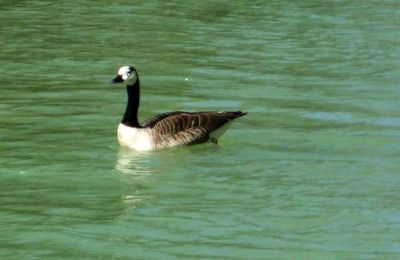 Des oies bernaches du Canada en villégiature à la Douix...