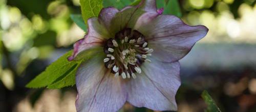 Helleborus orientalis picotee anemone ?