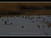 Barges à Queue noire (Limosa limosa) sur la réserve naturelle du Méjean...