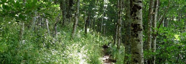 Circuit du Hohneck (4/5) : montée au Hohneck