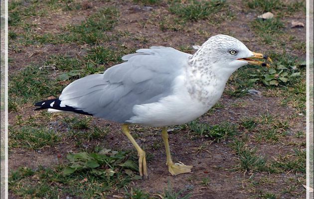 Goéland à bec cerclé, Ring-billed Gull (Larus delawarensis) - Montréal - Québec - Canada
