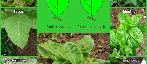 sessile