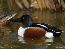 Canard souchet